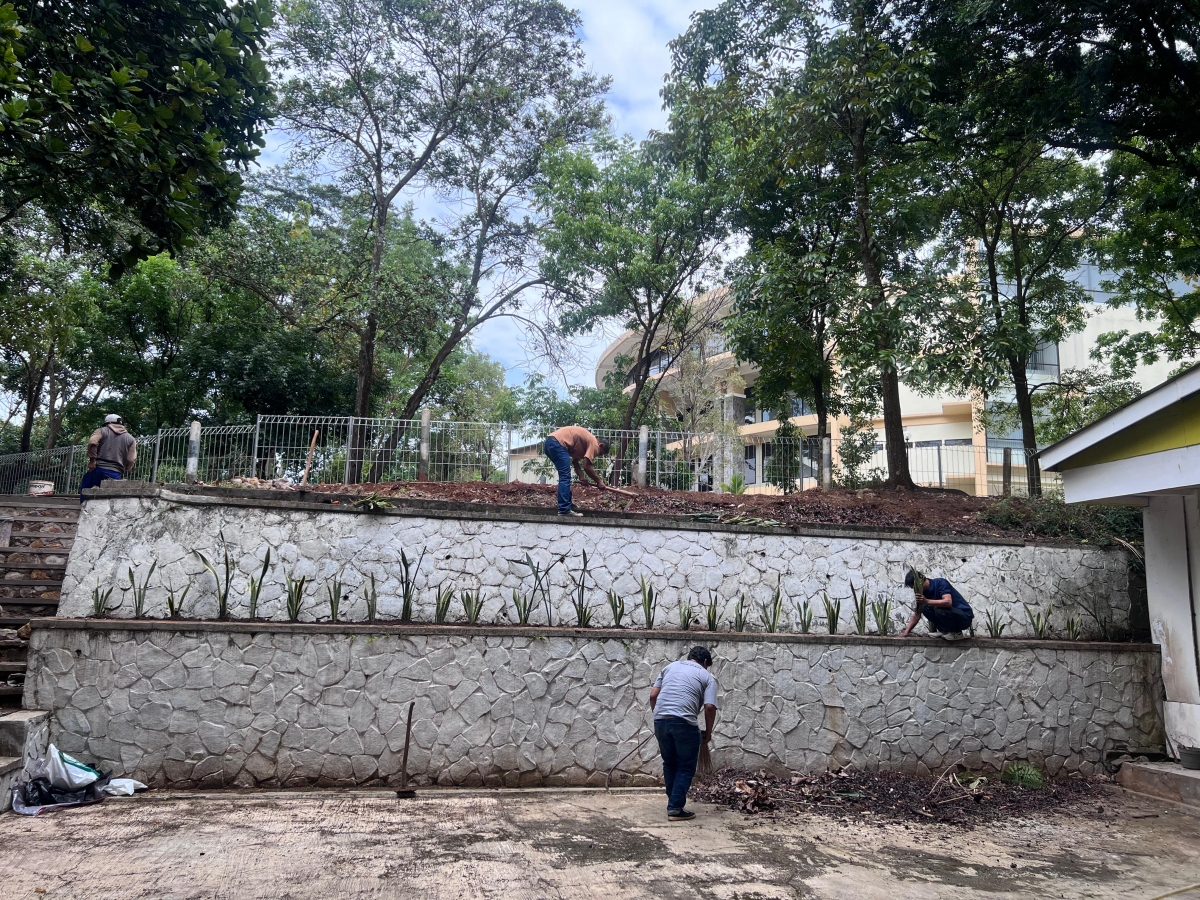 Sansiviera at FIB Unpad: Water-Efficient Plants that Protect the Environment